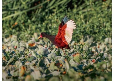 Flyer redes sociales 2